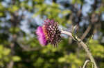 Nodding plumeless thistle